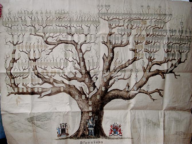 Originalstammbaum der Familien von Platen
